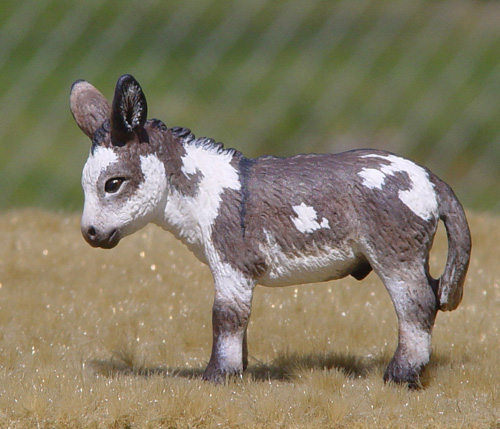 Spotted Jack Foal