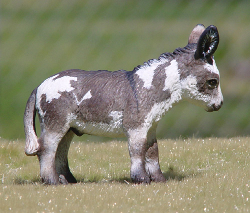 Spotted Jack Foal