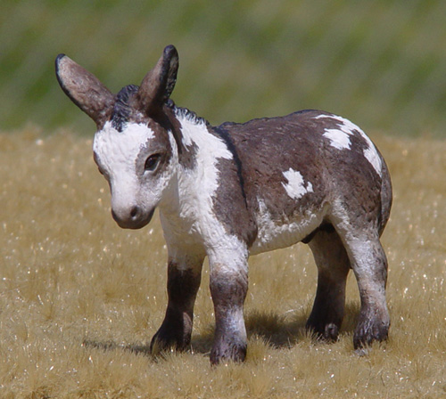 Spotted Jack Foal