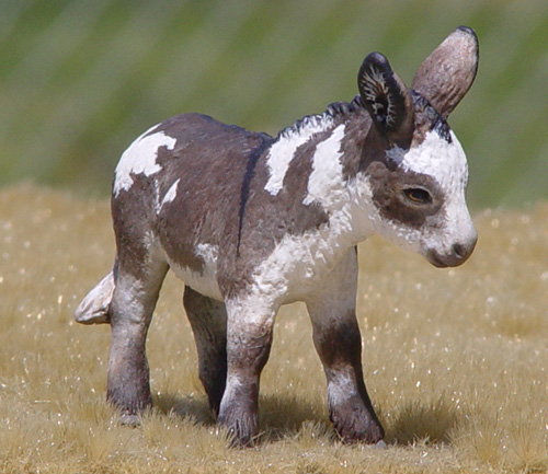 Spotted Jack Foal