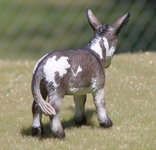 Spotted Jack Foal