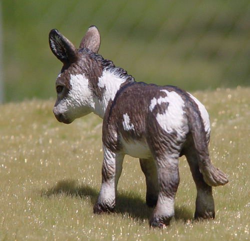 Spotted Jack Foal