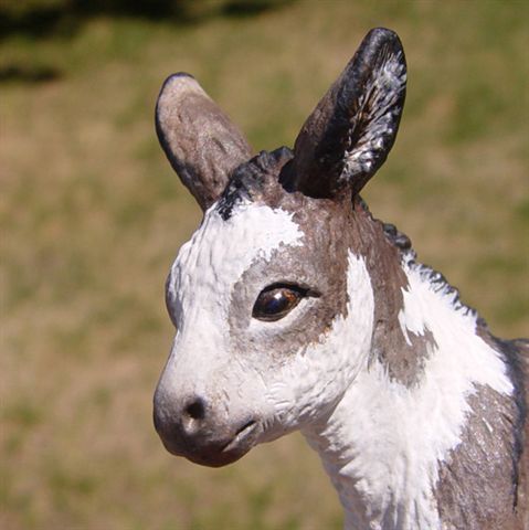 Spotted Jack Foal