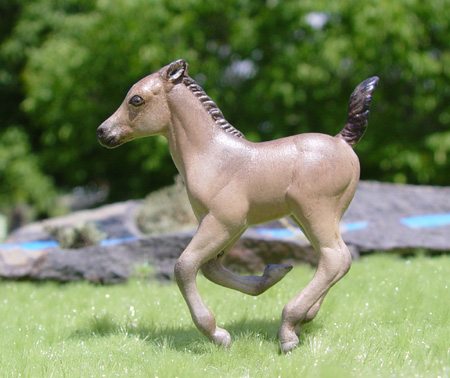 Buckskin Foal