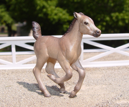 Buckskin Foal