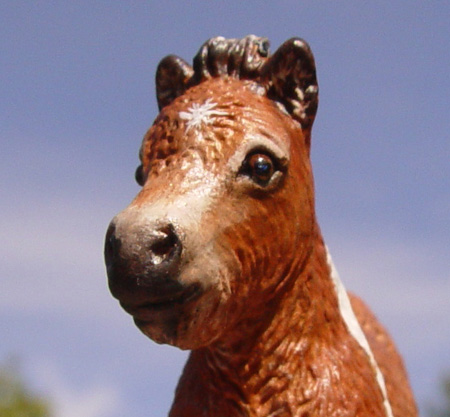 Pony Colt
