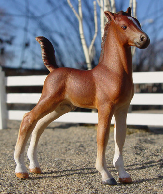 American Saddlebred Colt