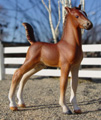 American Saddlebred Colt