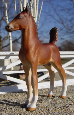 American Saddlebred Colt