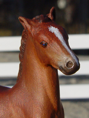 American Saddlebred Colt