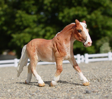 Trotting Cob Stallion