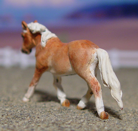 Trotting Cob Stallion