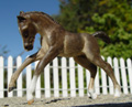 Scampering Colt