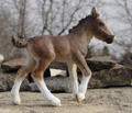 Shire Colt